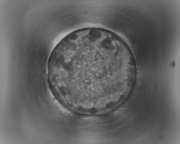 X0000112031287200908241529