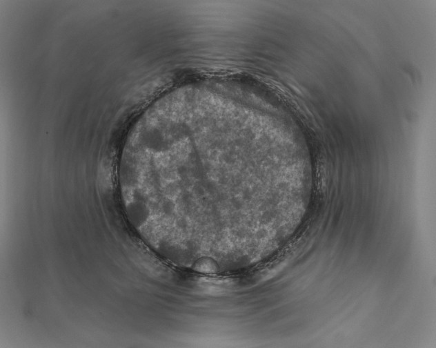 X0000112030515200908311218