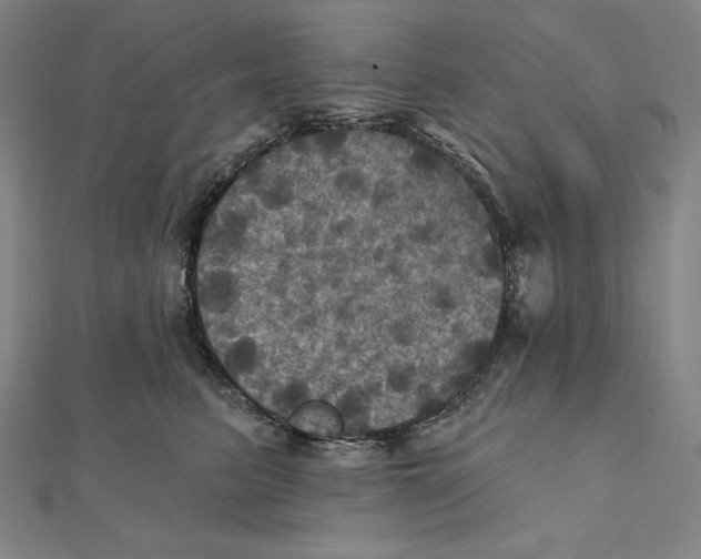 X0000112030615200908311217
