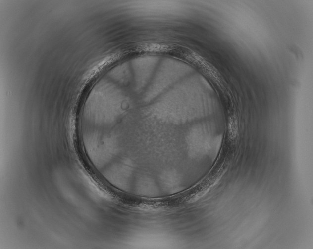 X0000112030725200908311215