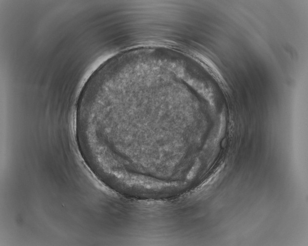 X0000112030804200908311214