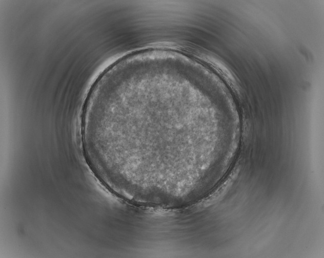 X0000112030808200908311214