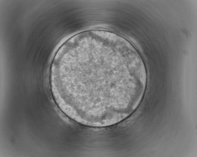 X0000112030816200908311214