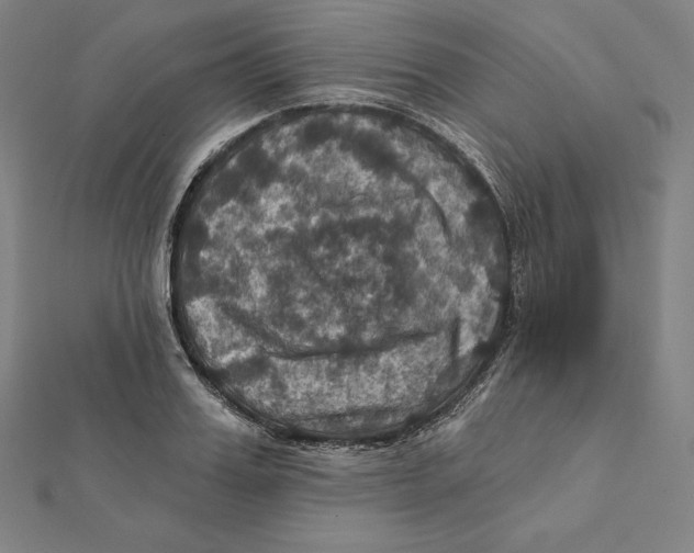 X0000112030987200908311212