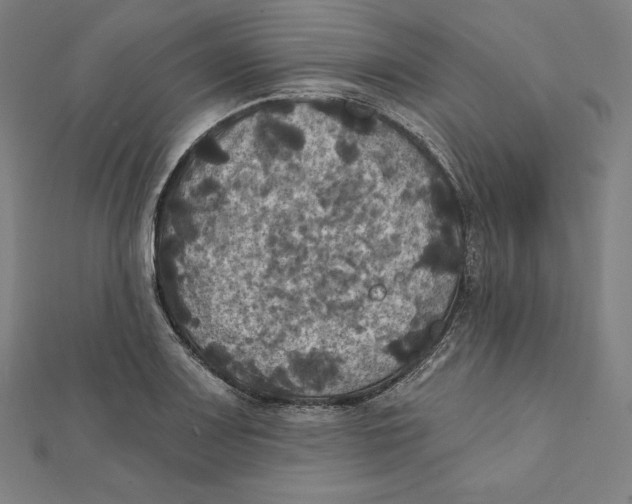 X0000112031083200908311210