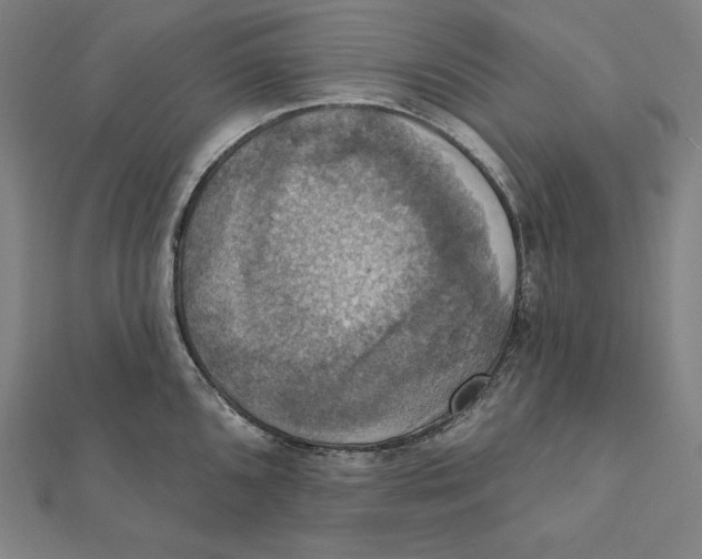 X0000112031096200908311210
