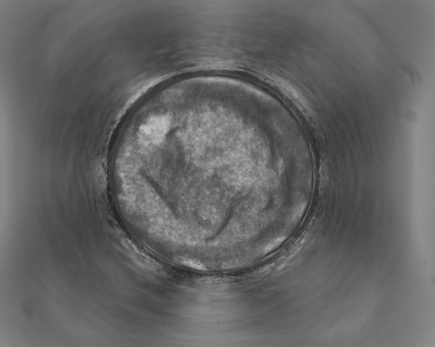 X0000112031212200908311208