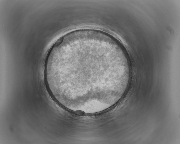 X0000112031504200908311205
