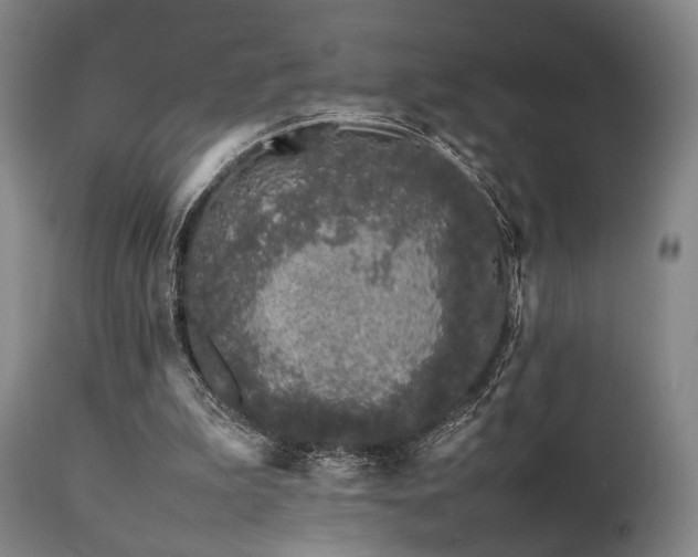 X0000112040199200908031525