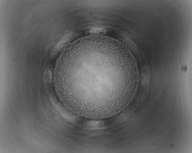 X0000112040375200908031522