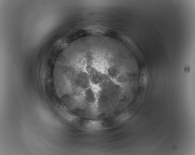 X0000112040573200908031519