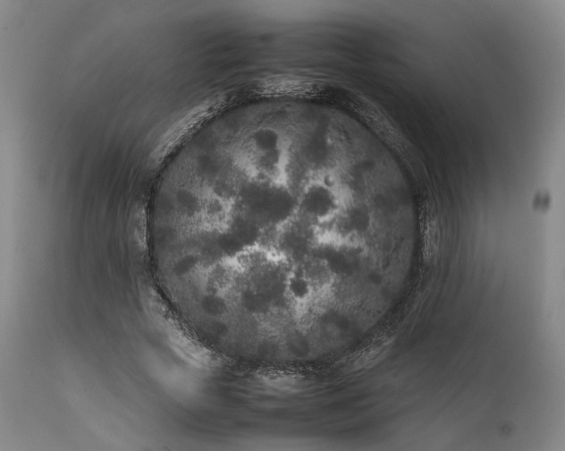 X0000112040729200908031516