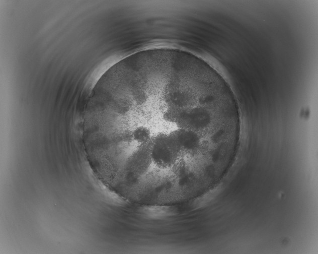X0000112040953200908031513