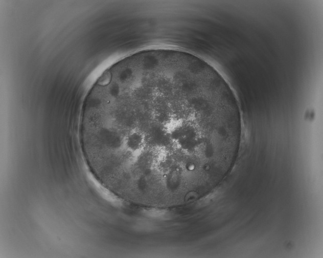X0000112041245200908031509
