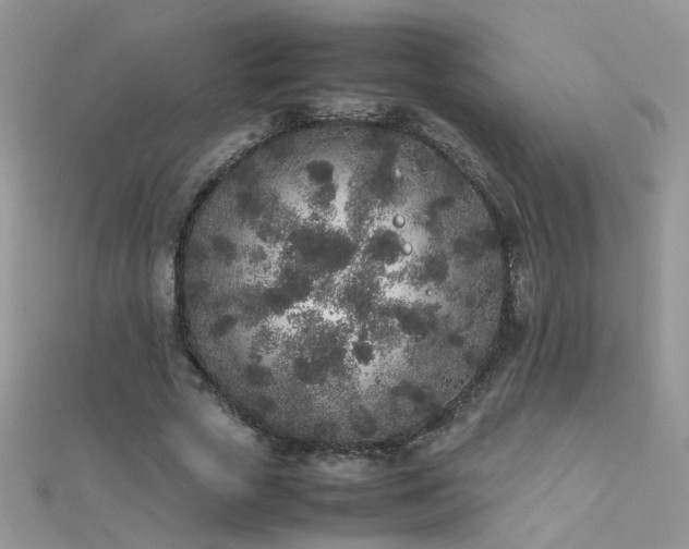 X0000112040729200908101400