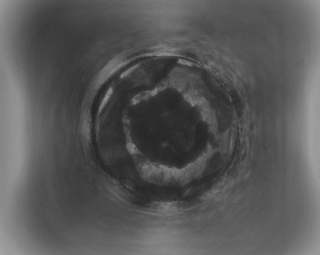 X0000112040295200908171516