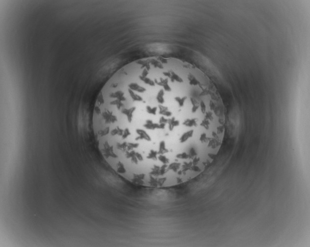 X0000112040330200908171516