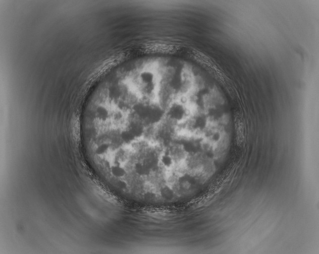 X0000112040729200908311235