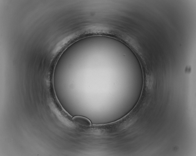 X0000112060629200908041215