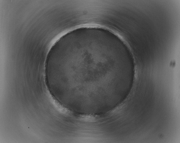 X0000112061229200908041207