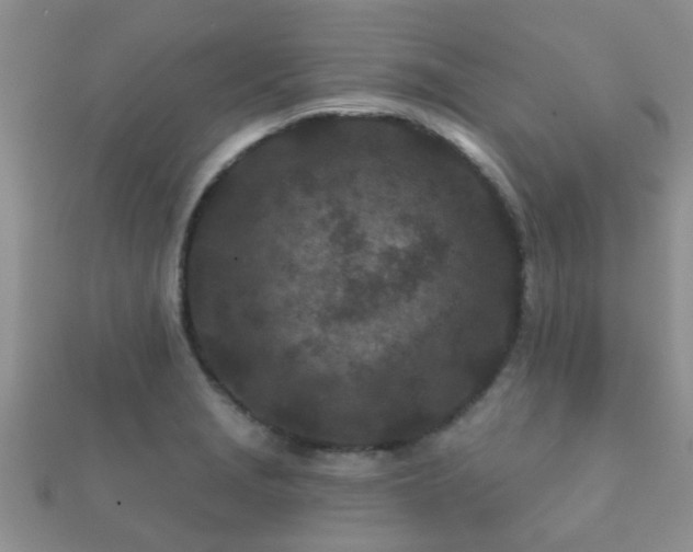 X0000112061229200908111405