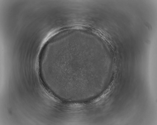 X0000112060198200908181205