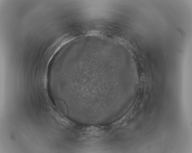 X0000112060290200908181204