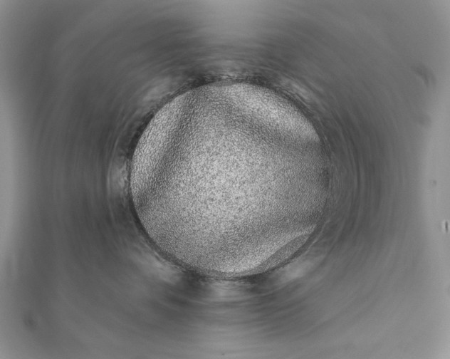 X0000112060336200908181203