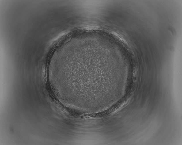 X0000112061398200908181148