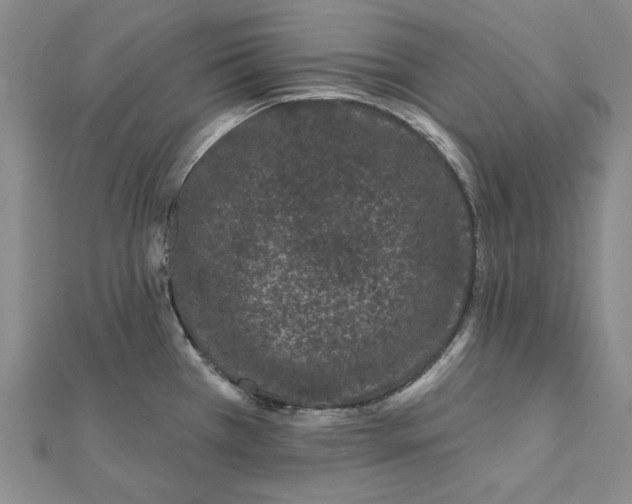 X0000112061385200908251011