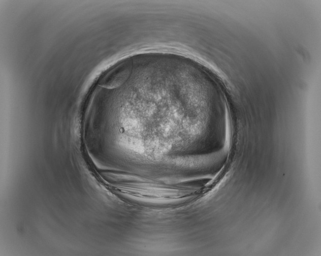 X0000112061506200908251009