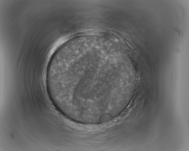 X0000112060006200909011012
