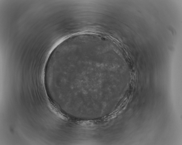 X0000112060100200909011010