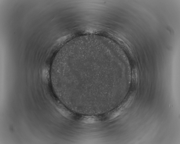 X0000112060127200909011010