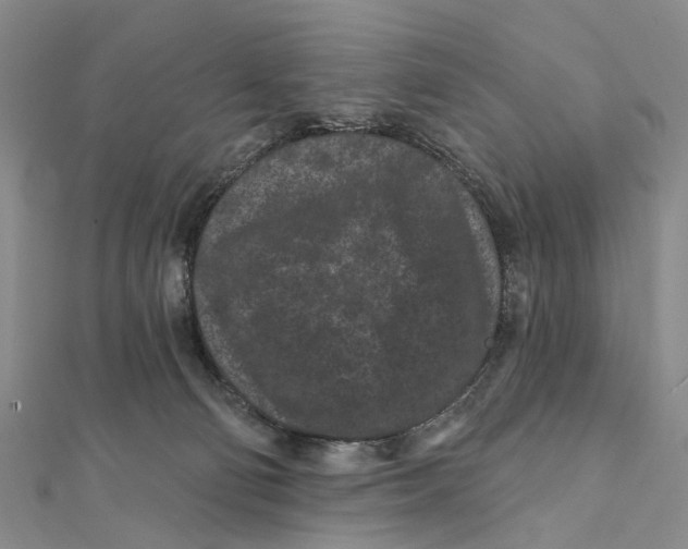 X0000112060130200909011010