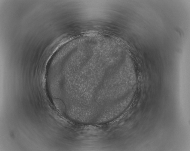 X0000112060290200909011008