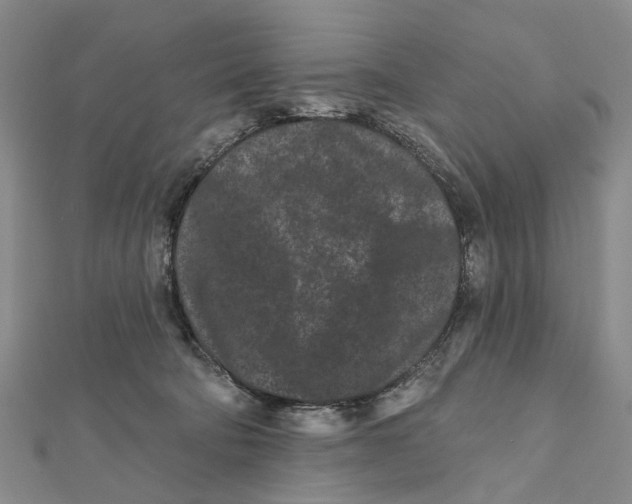 X0000112060322200909011008