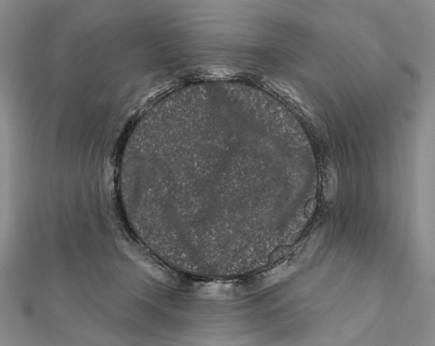 X0000112060366200909011007