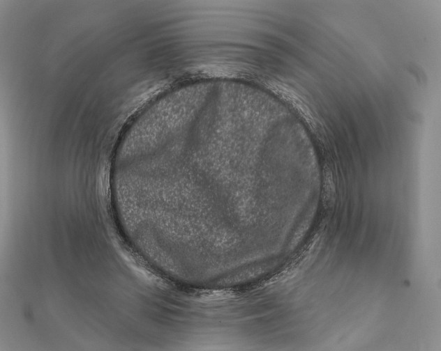X0000112060398200909011007
