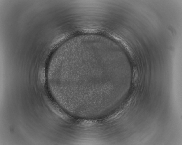 X0000112060494200909011005