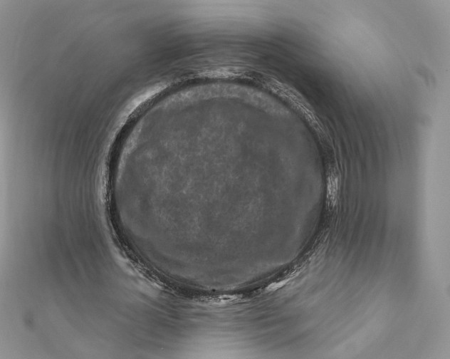 X0000112060724200909011002
