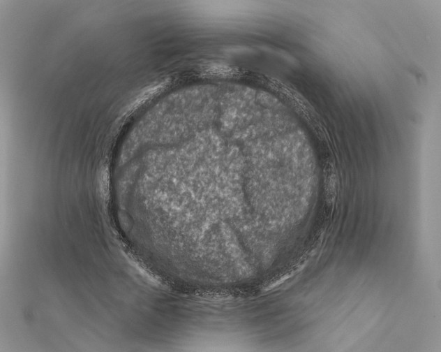 X0000112060729200909011002