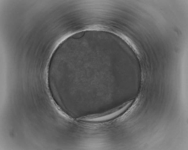 X0000112060854200909011001