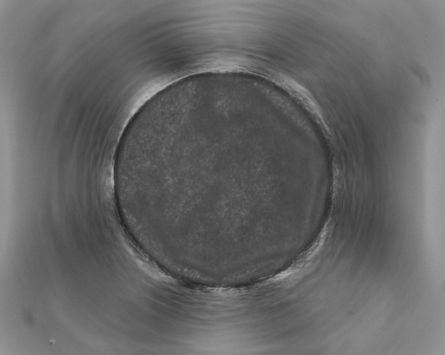 X0000112061226200909010956