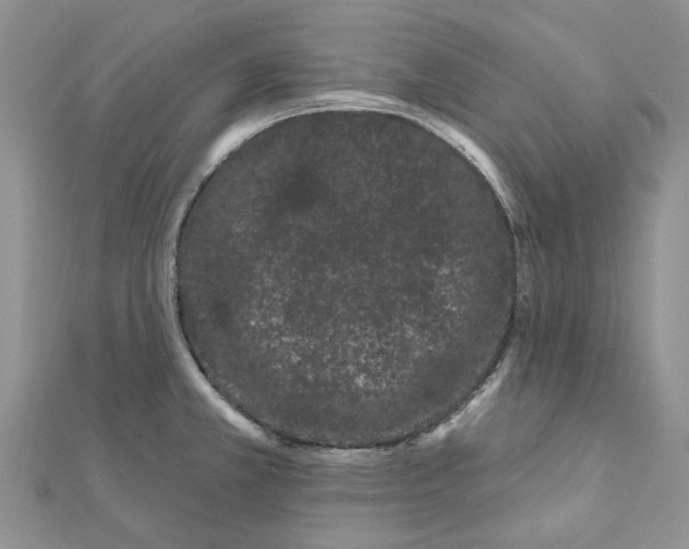 X0000112061381200909010954