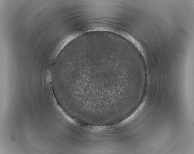 X0000112061385200909010954