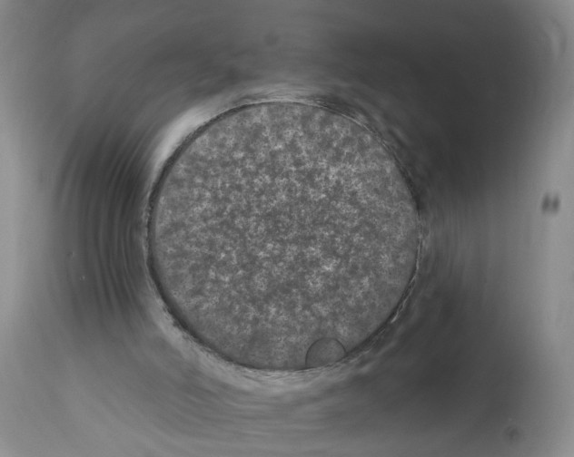 X0000112060006200909151036