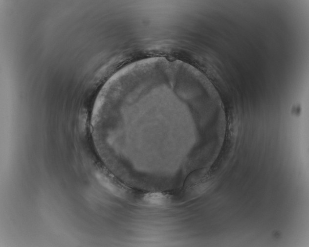 X0000112060231200909151033