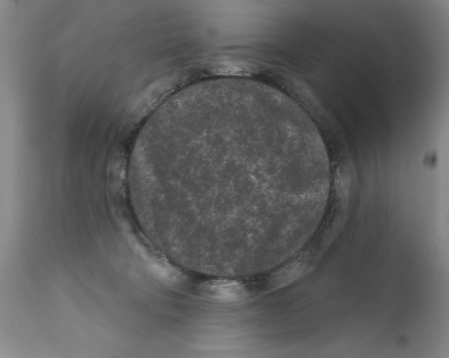 X0000112060322200909151031