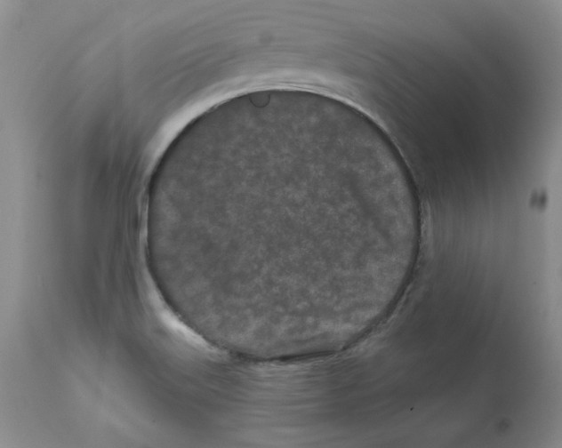X0000112061515200909151014